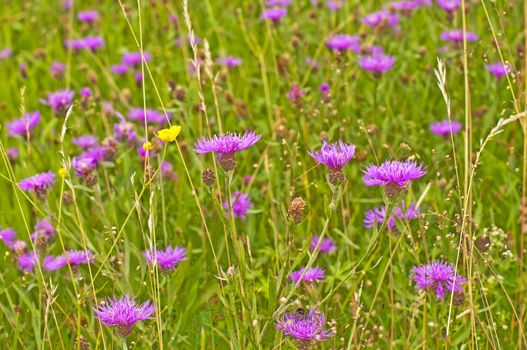 centaury