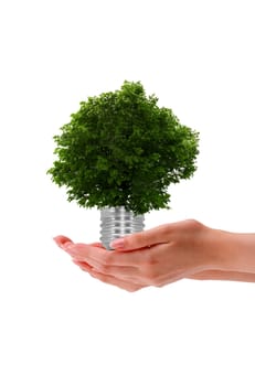 High resolution graphic of a hand holding a tree on white background.
