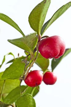 Gaultheria procumbens