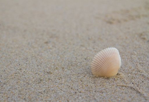 Beautiful sea shell found on the beach