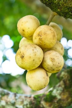 Tropical fruit langsat  from tree in Thailand