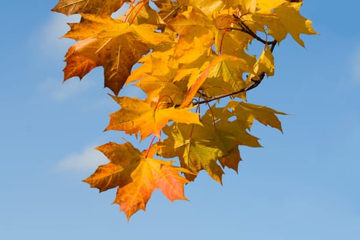 rusty autumn leaves over blue sky background