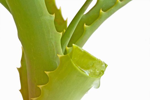 Aloe, medicine plant