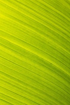 banana leaf green floral natural background