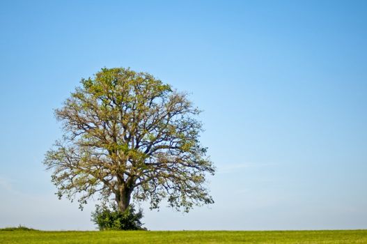 oak in summer