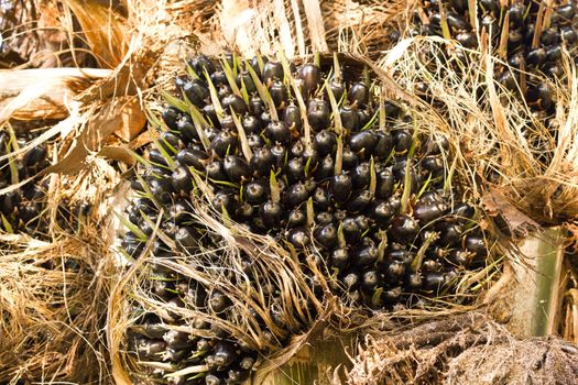 Palm Oil fruits in the Palm tree.