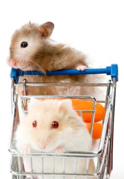 Big hamster is making shopping with little hamster isolated on white