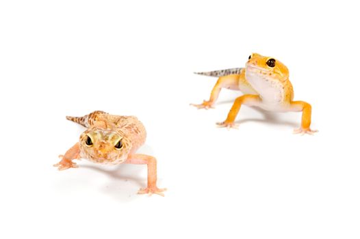 Gecko in front of a white background