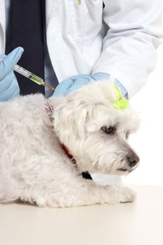 Veterinarian giving a maltese terrier a needle injection.  Focus to syringe.