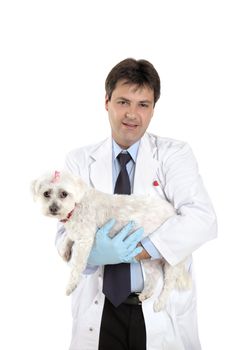 A male vet carrying a pet maltese terrier dog.