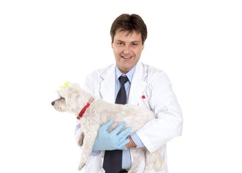 A smiling veterinarian carries a pet maltese terrier dog in his arms.