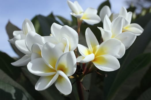 Large bush with white large beautiful colours. Flowers very beautiful.