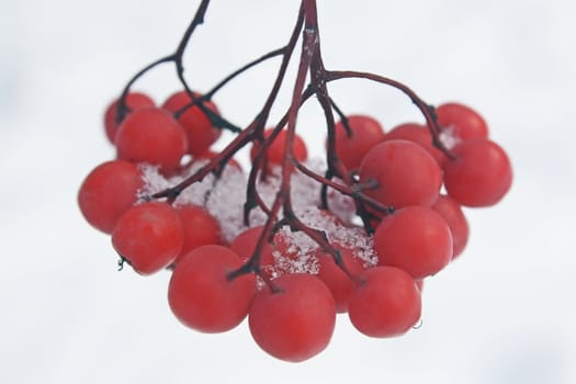 There has come winter. Snow has dropped out. On red berries white snow lies.