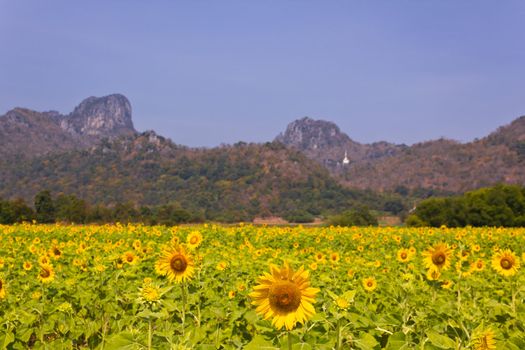 field of sunflower with mountains background in Lopburi, Thailand