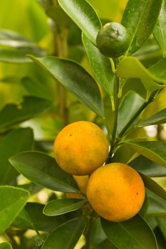 close up view of kumquat, mandarin orange