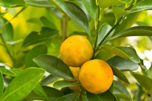 close up view of kumquat, mandarin orange