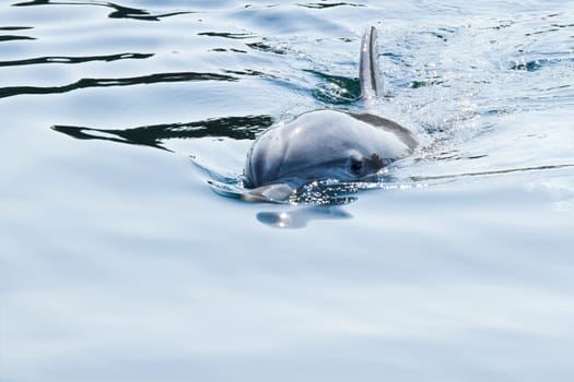 Blue image with Bottlenose dolphin or Tursiops truncatus swimming