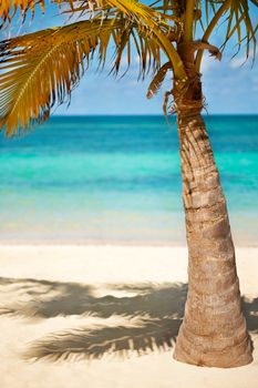 Seashore of Carribean sea with a coconut palm tree