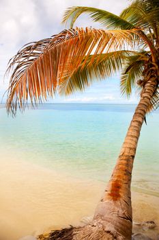 Seashore of Caribbean sea with a coconut palm tree