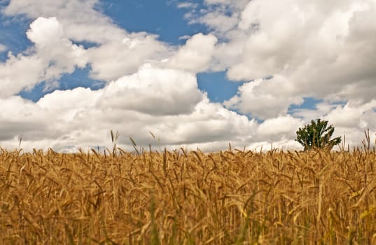 field of barley