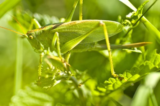 grasshopper