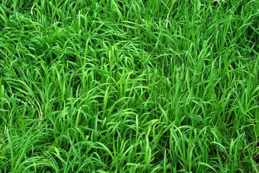 Sunlit Green Grass Meadow Texture and Background