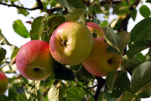 Ripe Apples on the Tree Branch Surrounded with Leaves