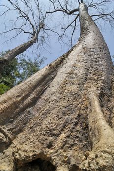 Tree is 3800 years old (Cambodia). Texture is not made by hands.