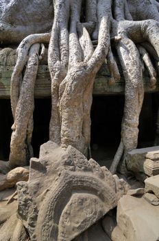 Roots are 3800 years old (Cambodia). Two different textures together.