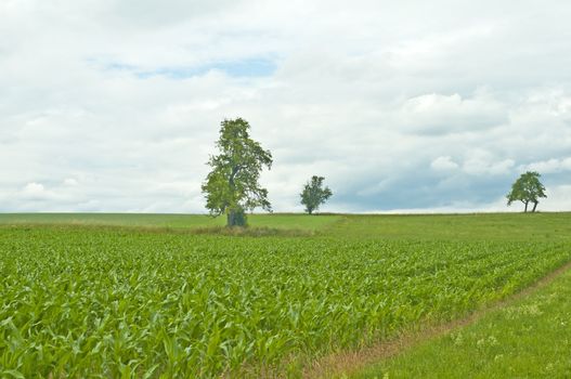 unripe corn