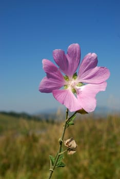 rose mallow on the field stand out against the blue sky