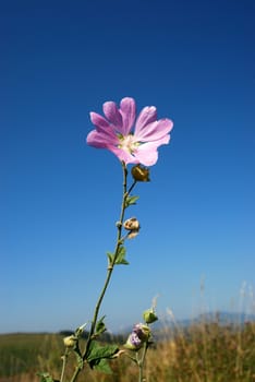 rose mallow on the field stand out against the blue sky