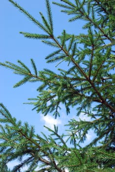 branches of fir tree stand out against blue sky with clouds