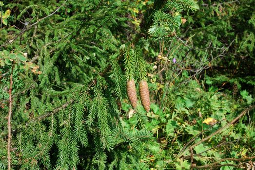 large fir tree cones in front of green needles