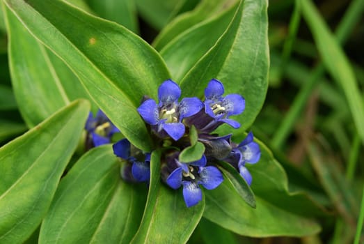 perennial plant, forest flower of South and Middle Ural
