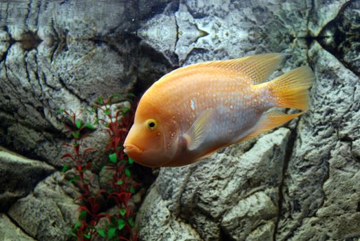 close-up aquarium fish