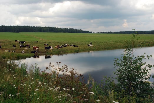 herd of cows on the lakeside
