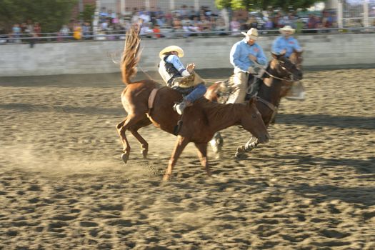 a rider falls from a bucking horse.  Visible motion