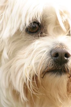 A scruffy maltese terrier