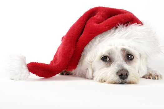 Christmas pooch resting with a santa hat