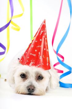Small white dog with a party hat amongst colourful streamers.