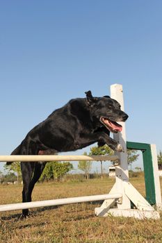 purebred labrador retriever jumping in a training of agility