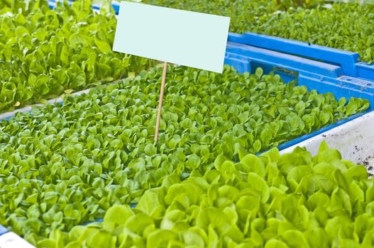 seedlings of salad