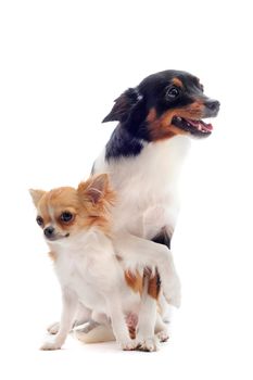 portrait of a cute purebred  puppy chihuahua and jack russel terrier in front of white background