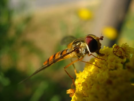 a hoverfly in the evening light