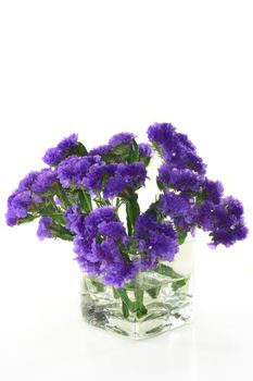 A small bouquet of beach elder on a white background 