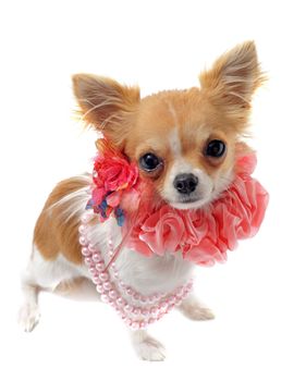 portrait of a cute purebred chihuahua with pearl collar in front of white background