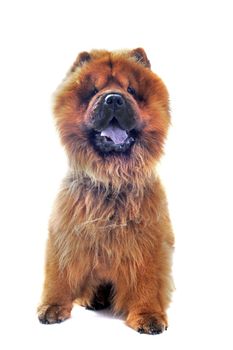 chow-chow in front of a white background