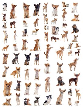 portrait of a many purebred  chihuahuas in front of white background