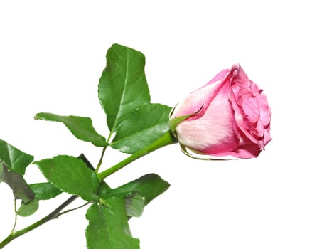 one rose flower isolated on white background